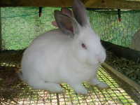 Granja cunícola Maranata, Chile