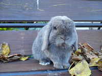 Conills els Canos, mis conejos enanos