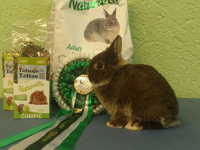 La Fraga, Cría del conejo Holandés Enano