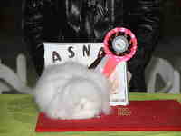 De la Época Victoriana, conejo enano