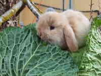 conejos paradis, Mallorca